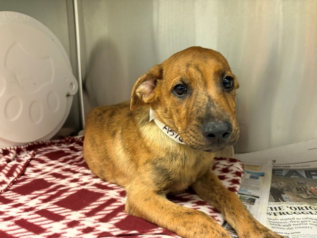 Bass, a German Shepherd (mix breed), available for adoption