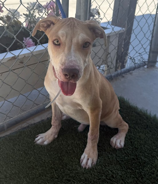 Benny, a Pit Bull Terrier, available for adoption