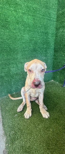 A5793848, a Pit Bull Terrier, available for adoption
