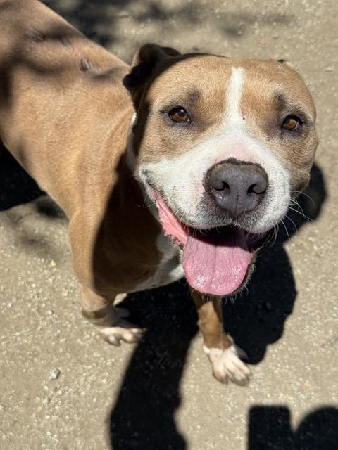 Adoptable pet photo