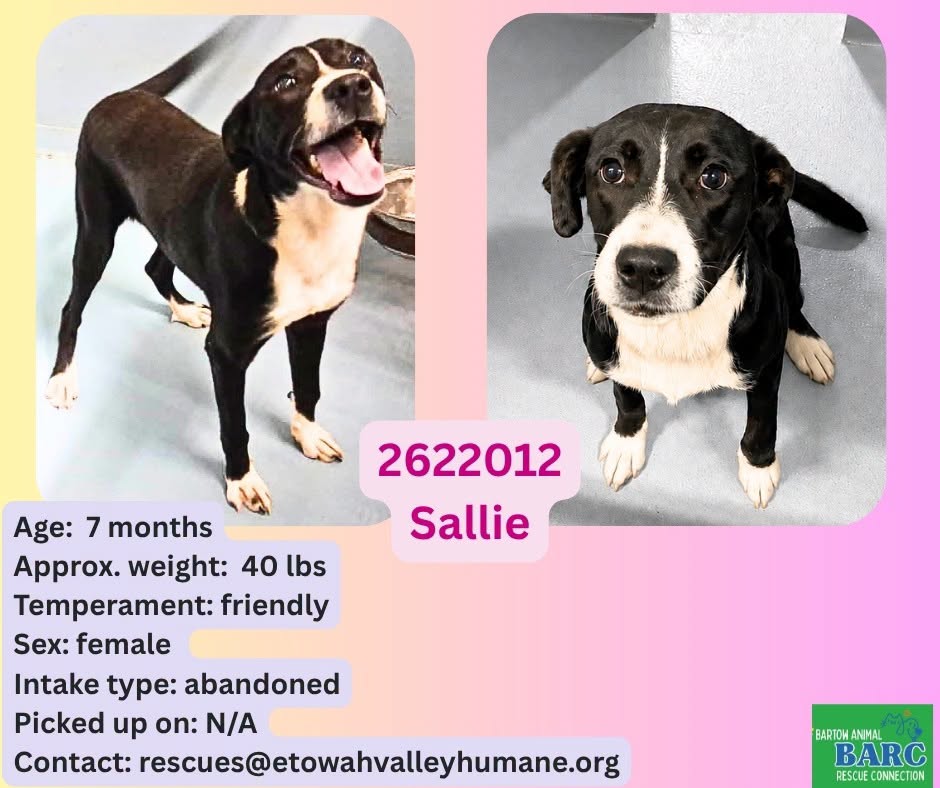 Adoptable pet photo