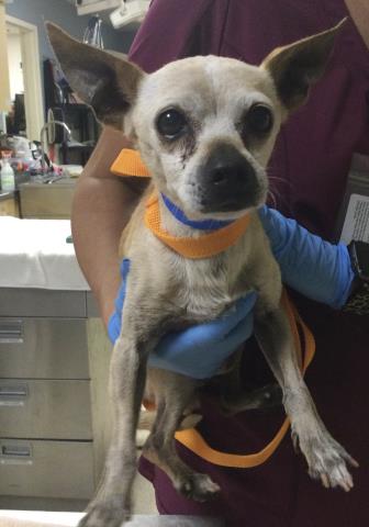 Adoptable pet photo