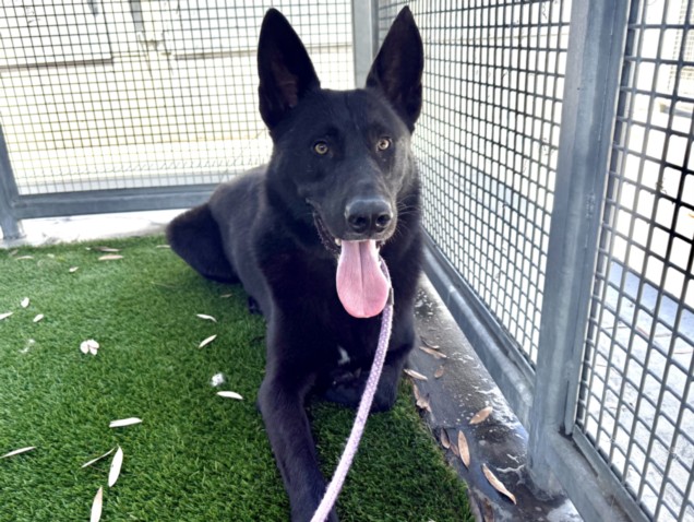 Adoptable pet photo