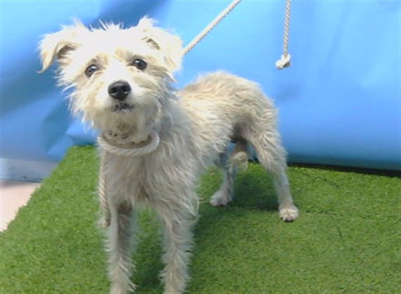 Adoptable pet photo