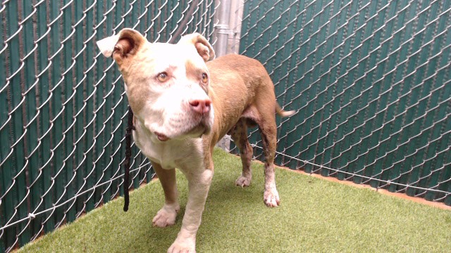 Adoptable pet photo