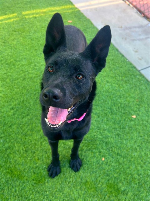Tosina, a German Shepherd, available for adoption