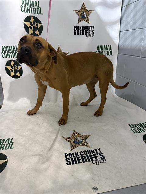 Adoptable pet photo
