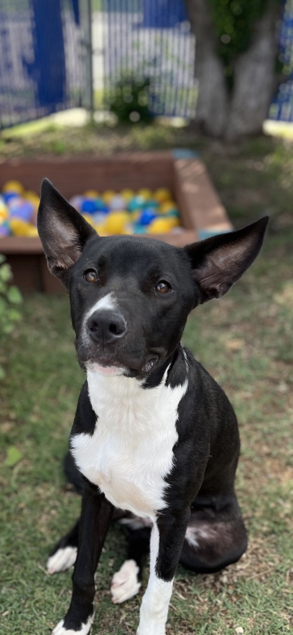 Adoptable pet photo