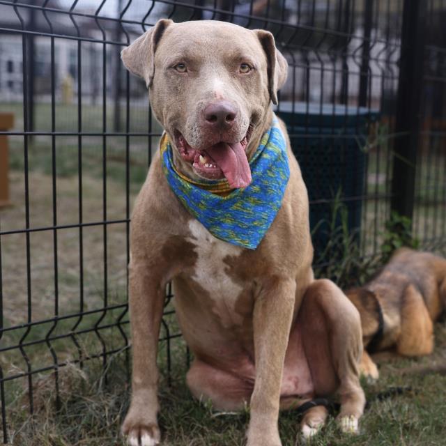 Adoptable pet photo
