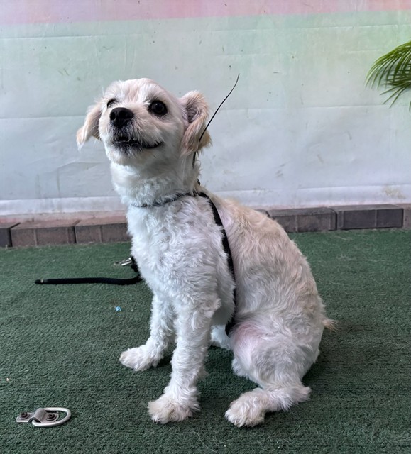 Adoptable pet photo