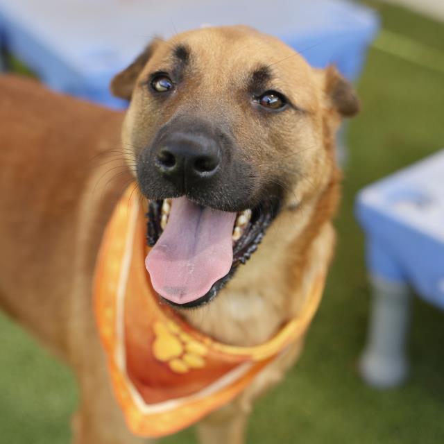 Adoptable pet photo