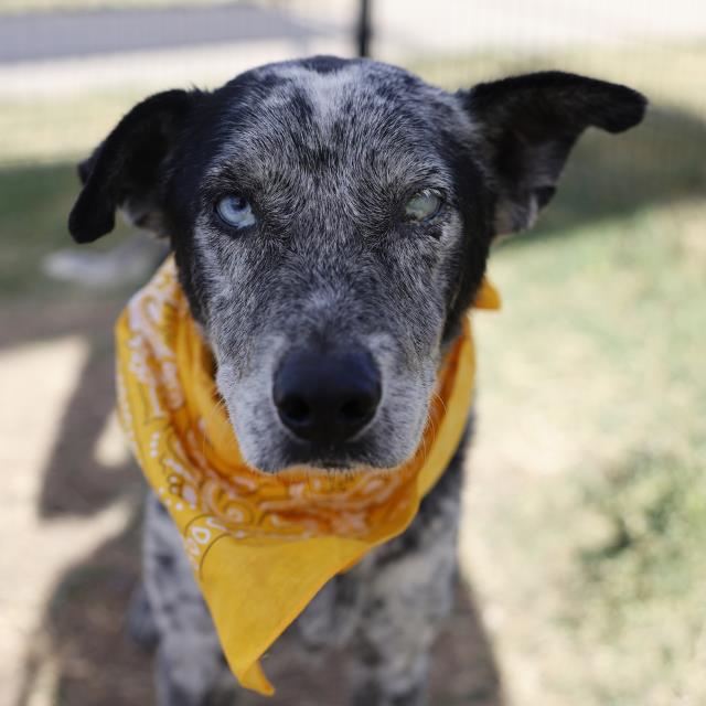 Catahoula Leopard Dog (mix breed) available for adoption