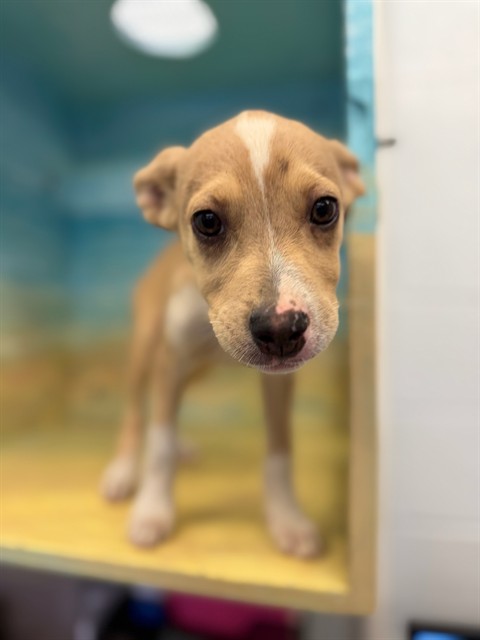 Indie, a Catahoula Leopard Dog, available for adoption