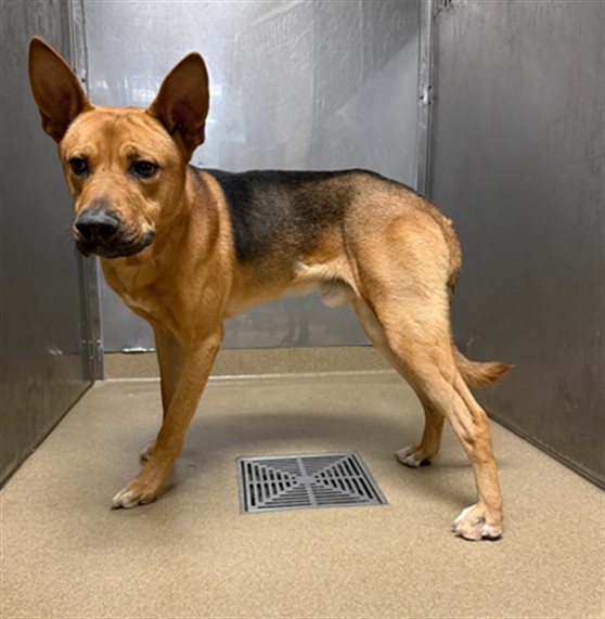 Rufus, a German Shepherd, available for adoption