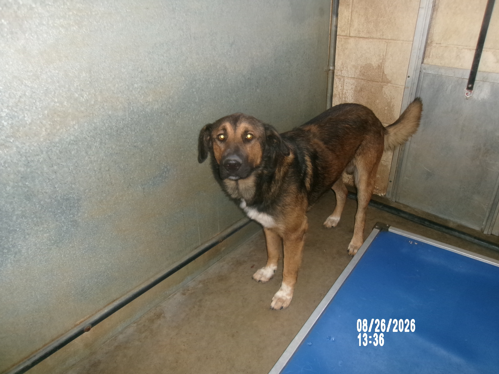 Schnitzel, a Shepherd (mix breed), available for adoption