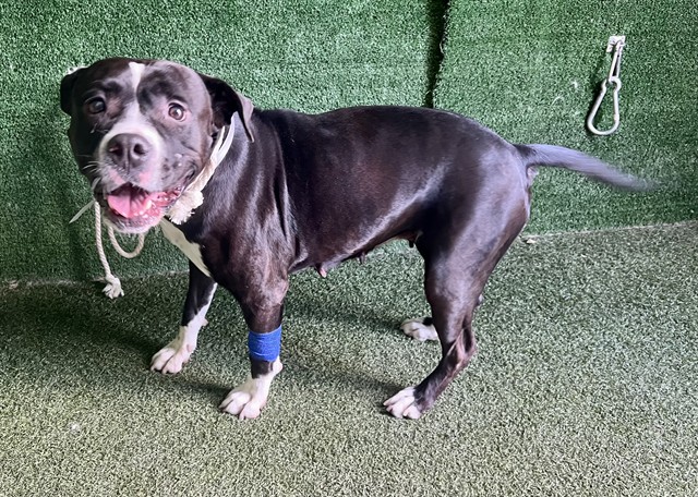 Mamas, a Pit Bull Terrier, available for adoption