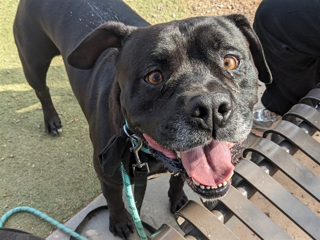 Onyx, a Mastiff (mix breed), available for adoption
