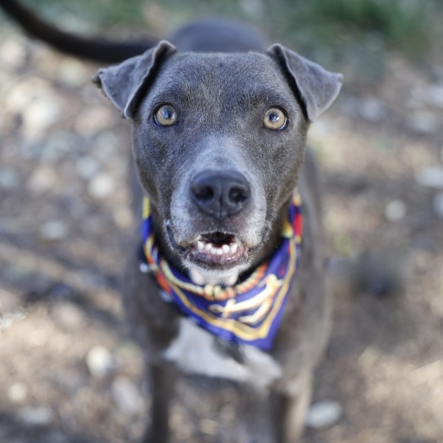 Valkyrie, a American Staffordshire Terrier (mix breed), available for adoption