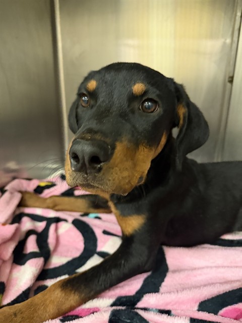 Smokey, a German Pinscher, available for adoption