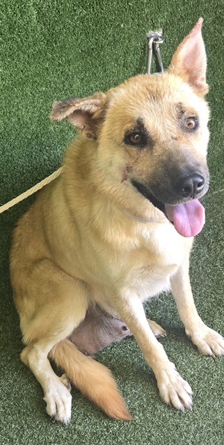 Sweetie, a German Shepherd, available for adoption