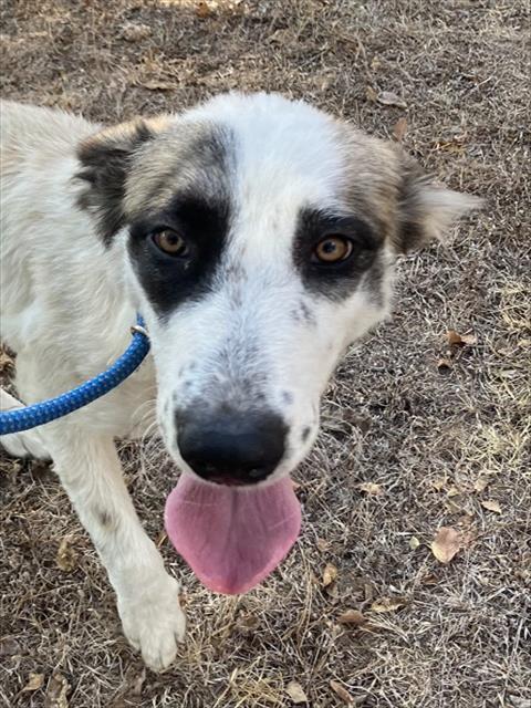 Lucy, a Retriever (mix breed), available for adoption
