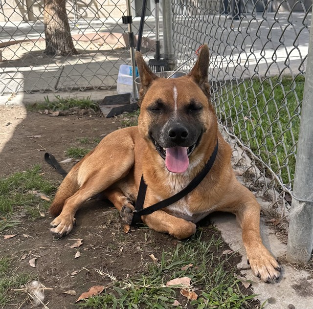 Cliff, a Black Mouth Cur (mix breed), available for adoption