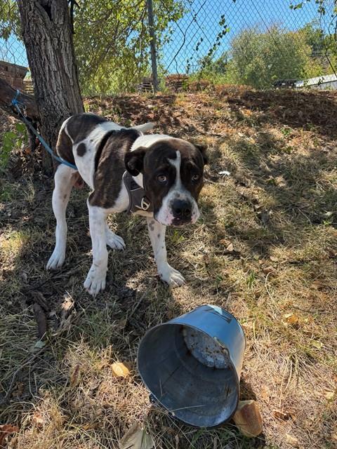 Moo, a American Bulldog (mix breed), available for adoption