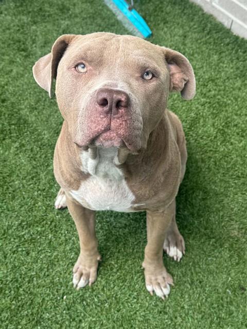 River, a Pit Bull Terrier (mix breed), available for adoption