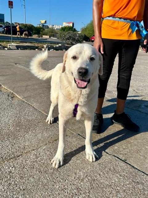 Zeus, a Great Pyrenees (mix breed), available for adoption