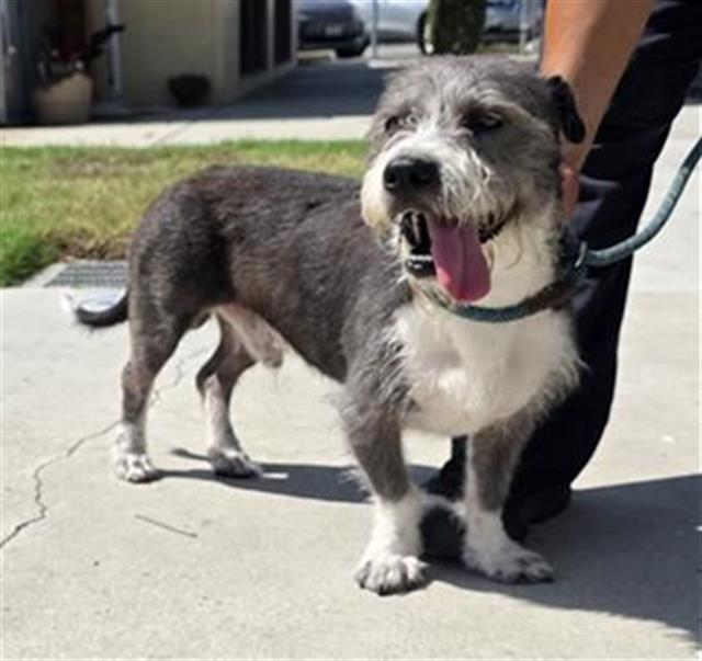 Ace, a Schnauzer, available for adoption