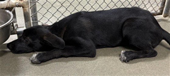 A035174, a Retriever (mix breed), available for adoption