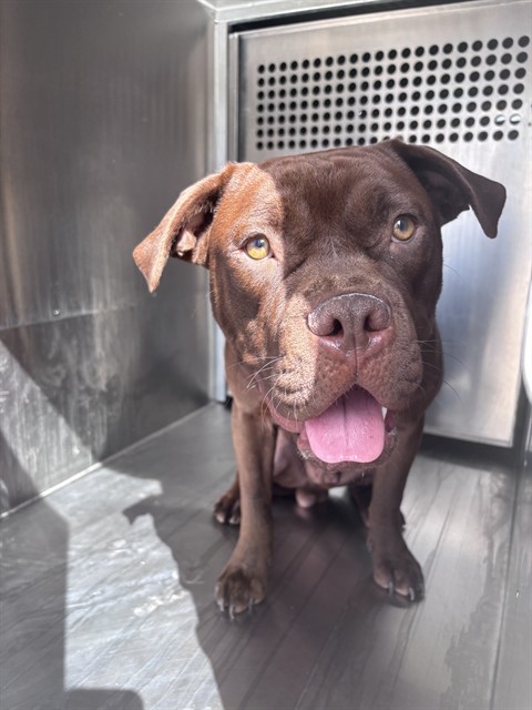 Craig, a American Staffordshire Terrier (mix breed), available for adoption