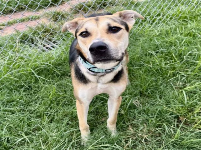 Kane, a American Staffordshire Terrier (mix breed), available for adoption