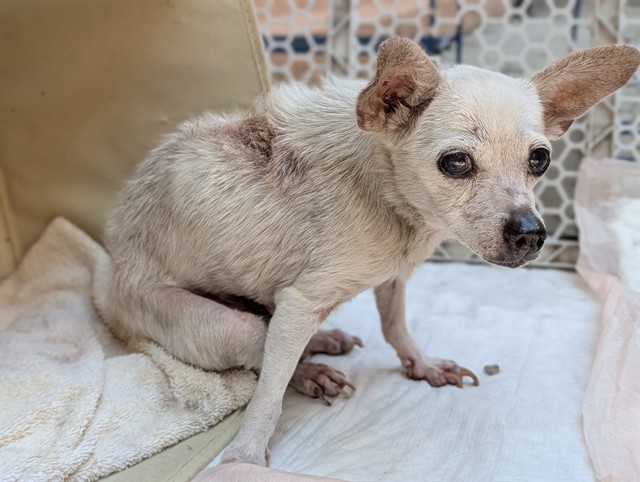 A5802827, a Chihuahua, available for adoption