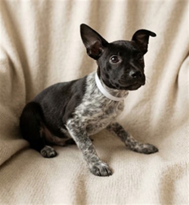 Kiki, a Cattle Dog, available for adoption