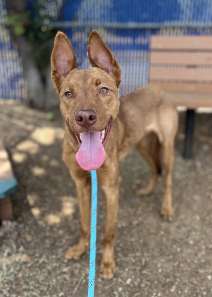 Chai, a Pharaoh Hound, available for adoption