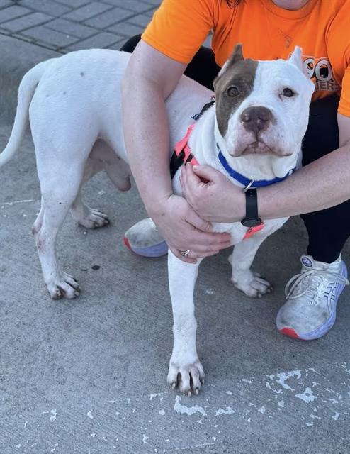 Corndog, a Pit Bull Terrier (mix breed), available for adoption