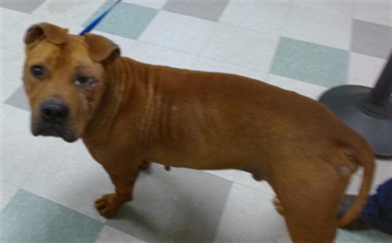 A481092, a Shar Pei (mix breed), available for adoption