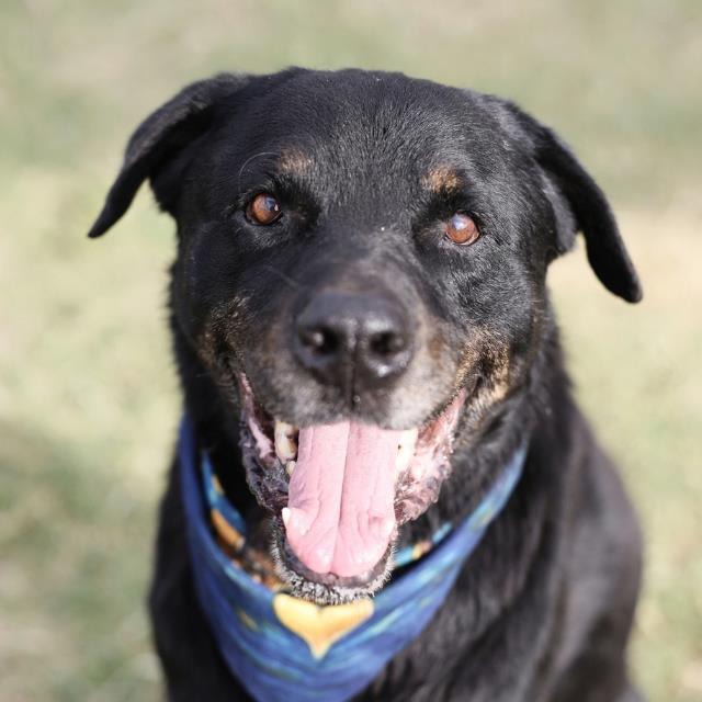 Rex, a Rottweiler (mix breed), available for adoption