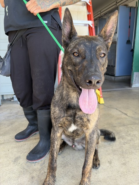 Dexter, a Dutch Shepherd, available for adoption