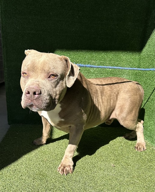 Hippo, a American Bulldog, available for adoption