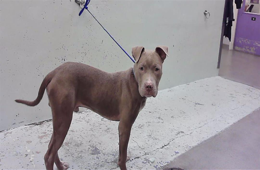 Pinto, a Staffordshire Bull Terrier (mix breed), available for adoption