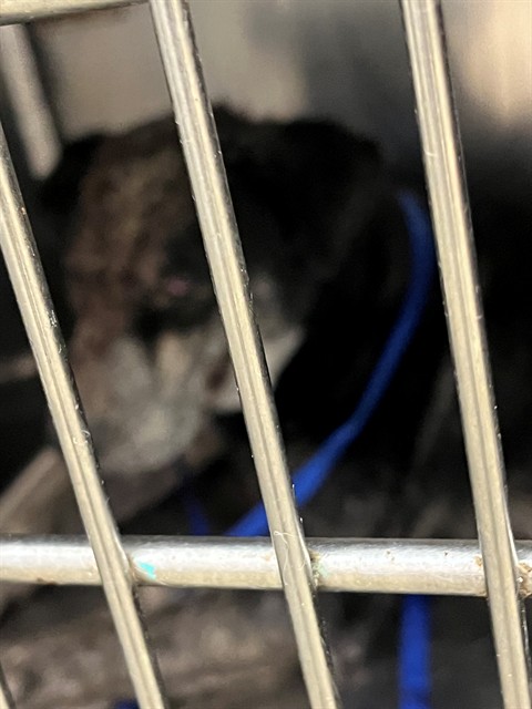 Freya, a Black Labrador Retriever, available for adoption