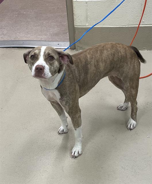 Sablee, a Pit Bull Terrier, available for adoption