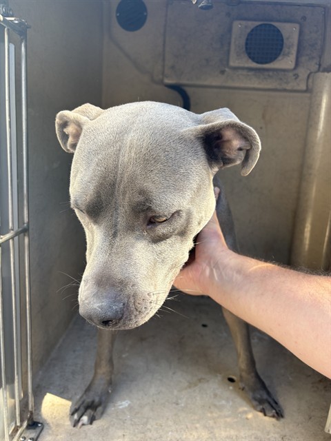 Kingston, a Pit Bull Terrier (mix breed), available for adoption