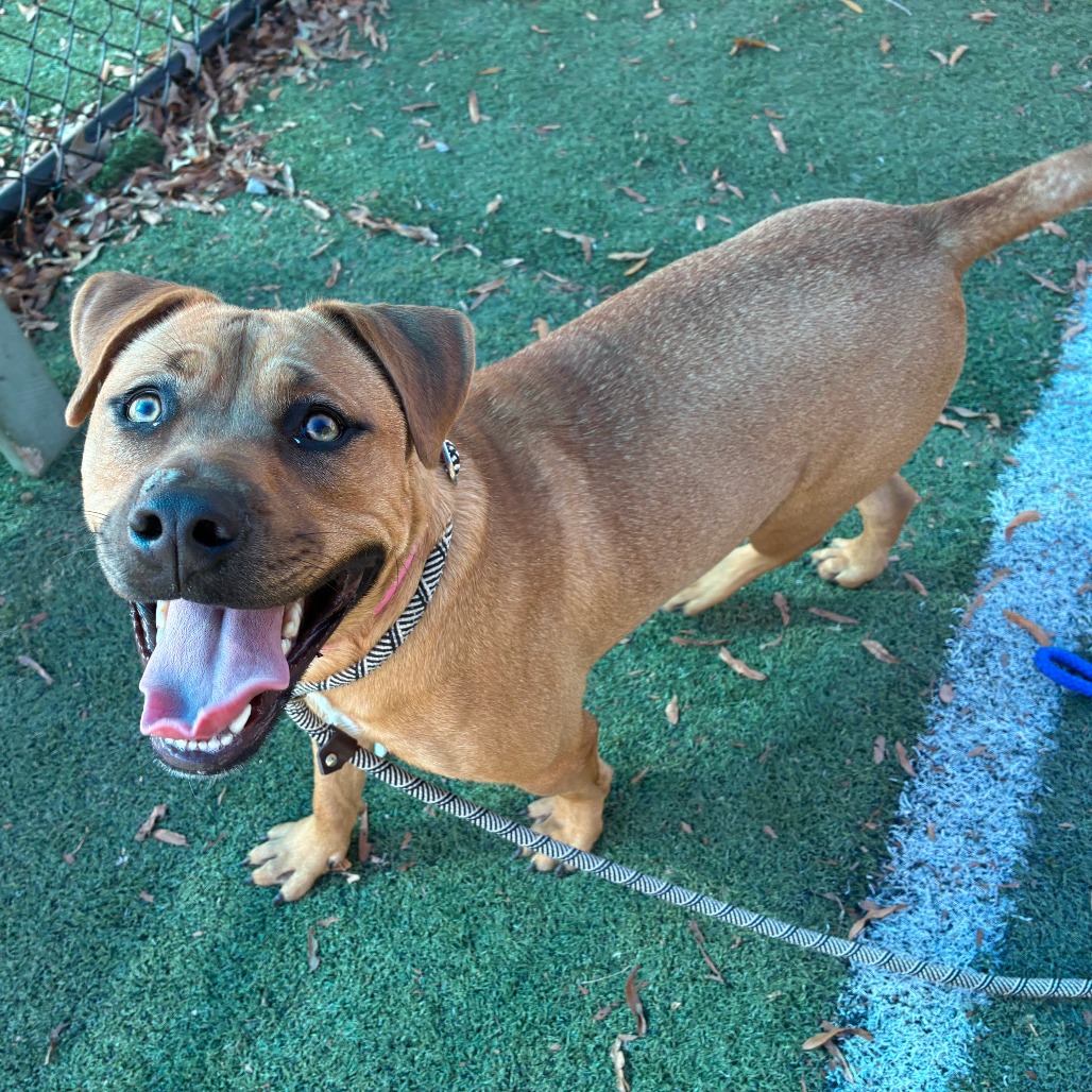 Other Photos of thie Dog