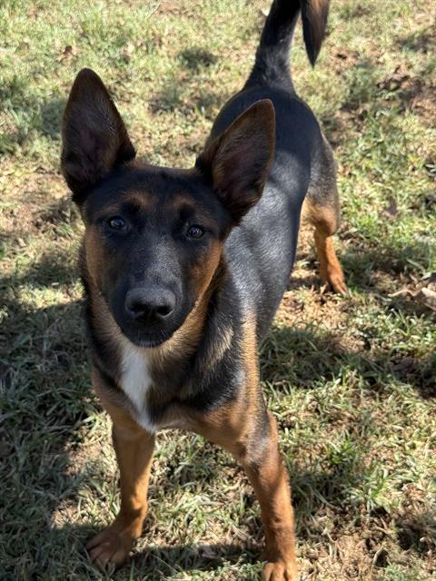 Marcia Brady, a Shepherd (mix breed), available for adoption