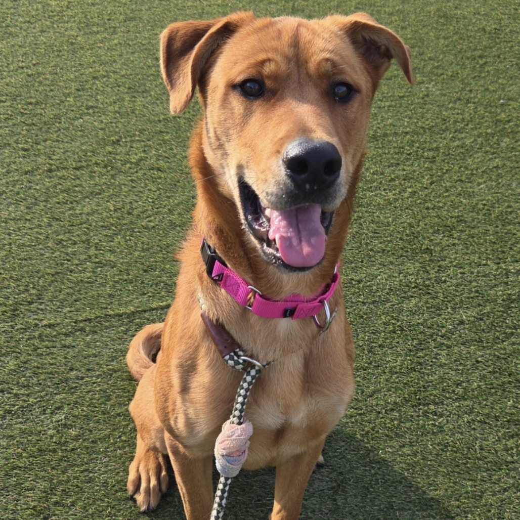 Monii, a American Staffordshire Terrier (mix breed), available for adoption