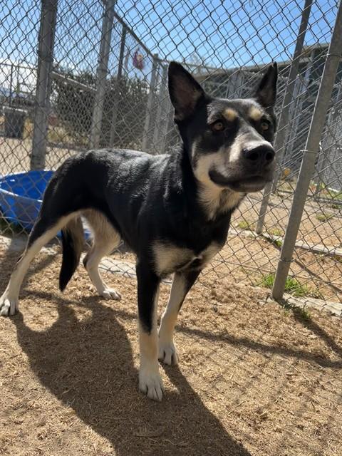 Oakley, a Shepherd (mix breed), available for adoption