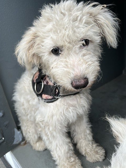 A5807113, a Poodle, available for adoption